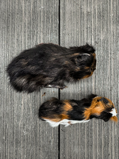 Dehydrated Guinea Pig