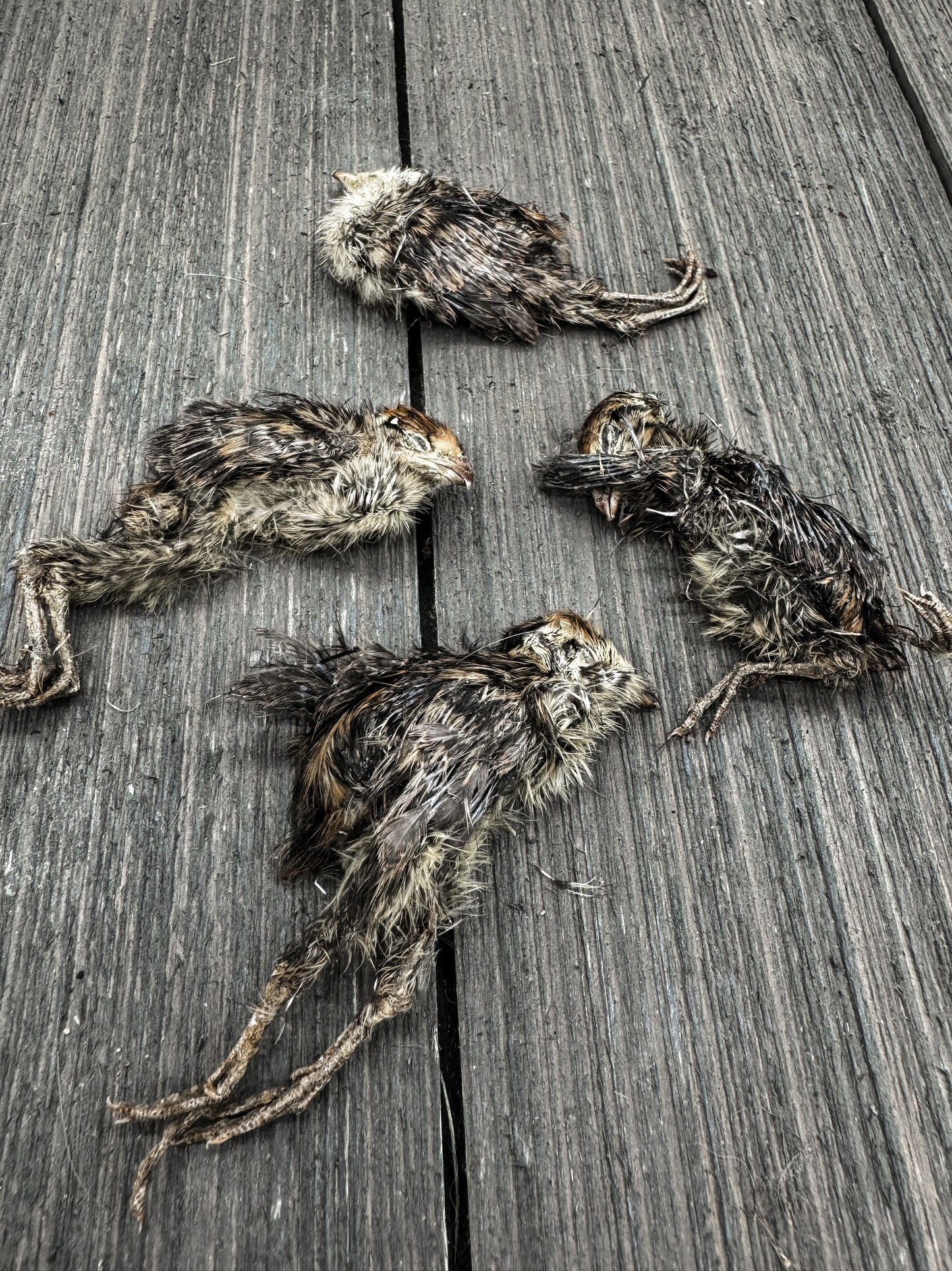 Dehydrated Quail Chicks