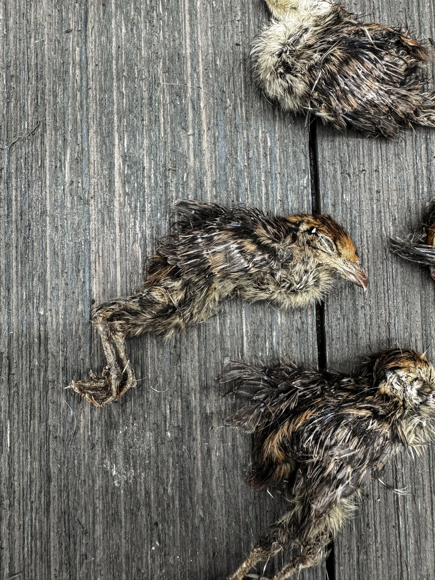 Dehydrated Quail Chicks