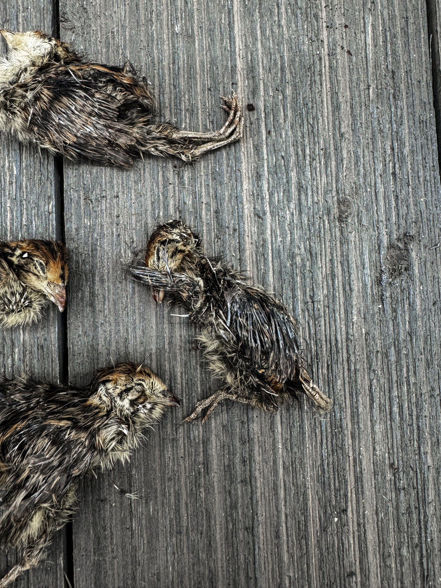 Dehydrated Quail Chicks