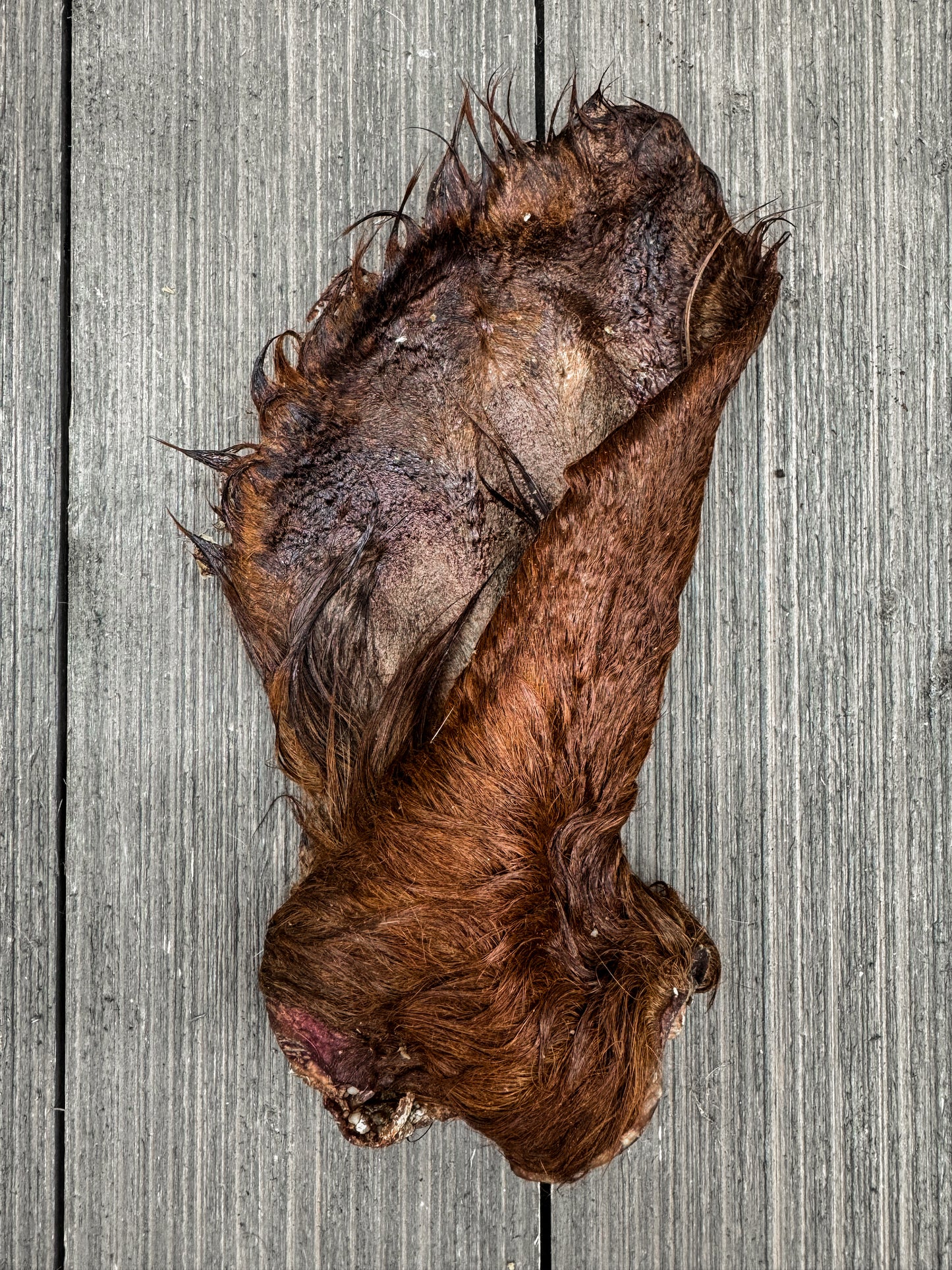 Dehydrated Cow Ear