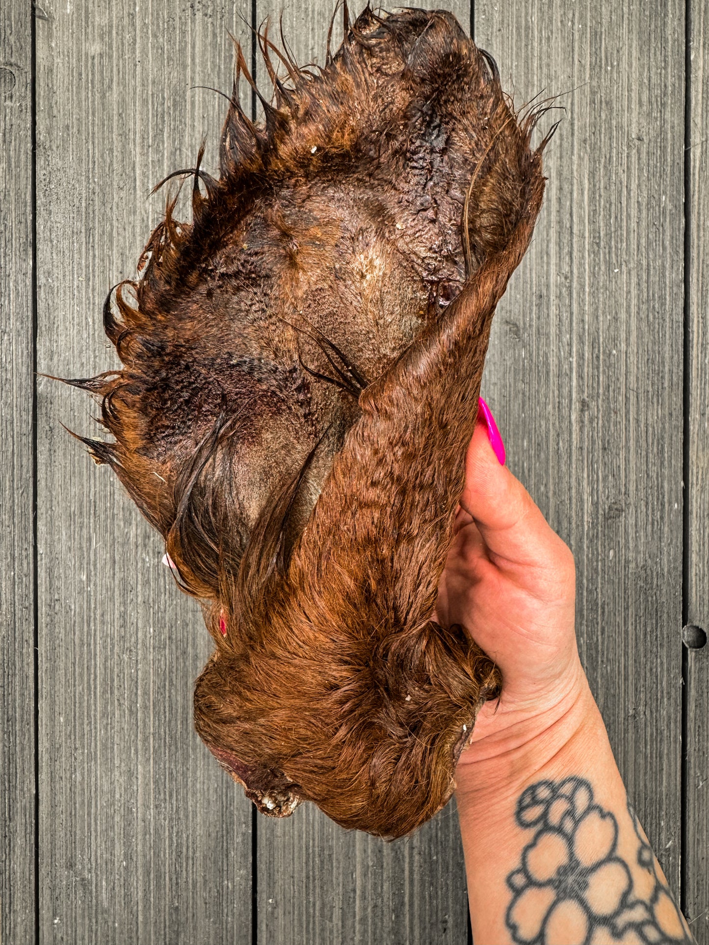 Dehydrated Cow Ear