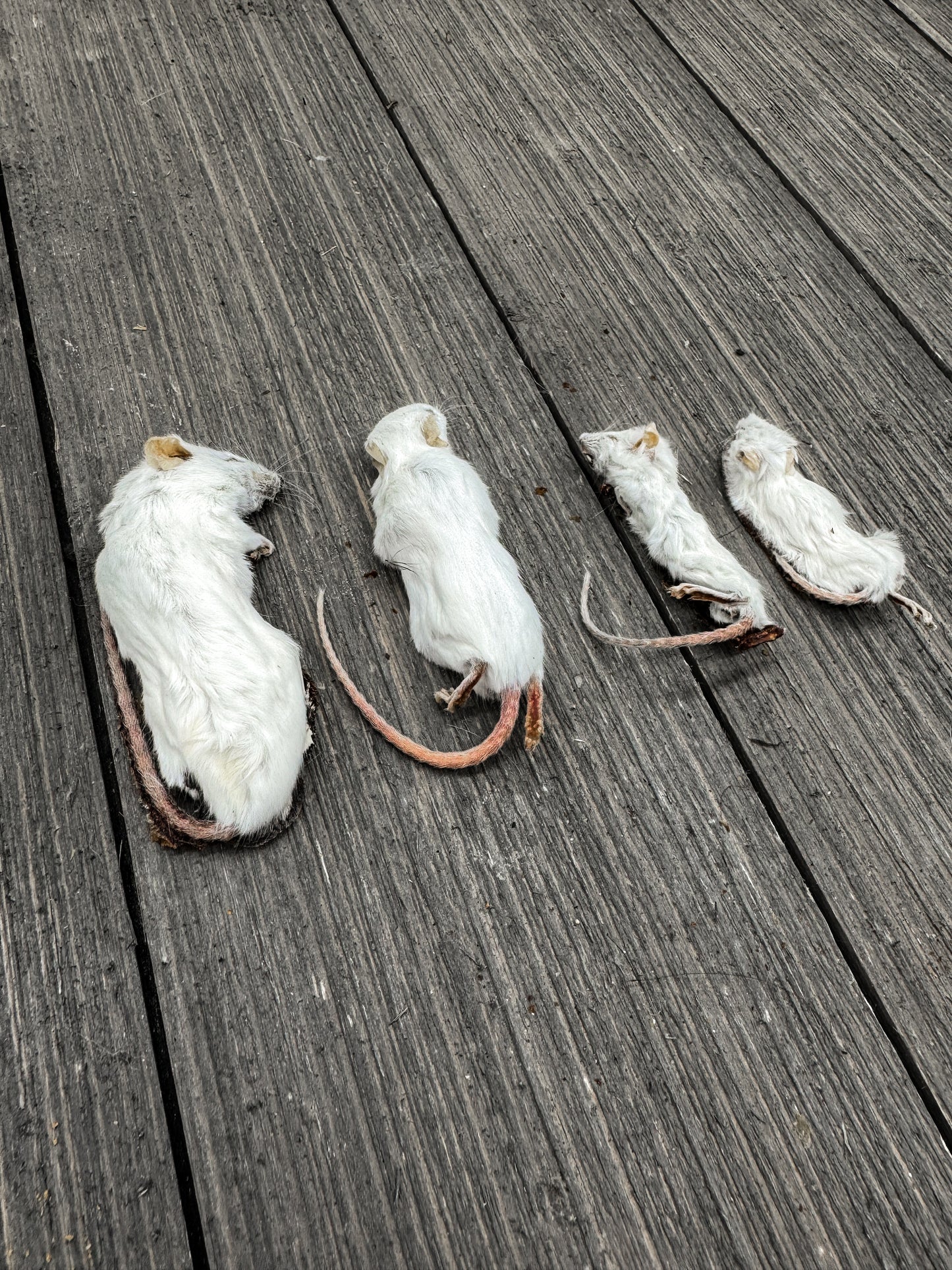 Dehydrated Furry Mice